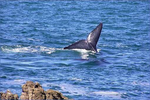 Whale Watching in Südafrika