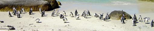 Pinguine in Simons Town