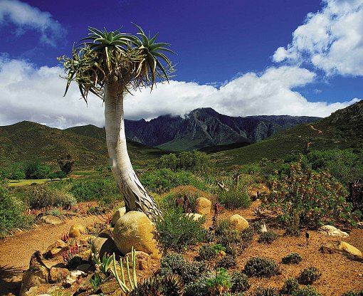 Typische Flora und Fauna der Karoo-Halbwüste