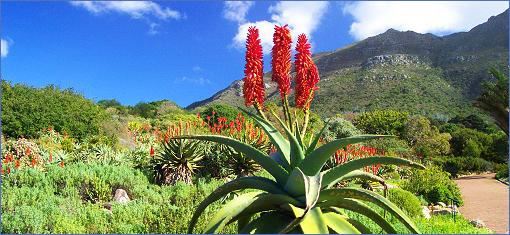 Aloe Ferox in Kirstenbosch