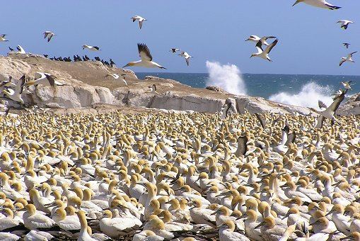 Große Kaptölpelkolonie auf Bird Island in Lamberts Bay