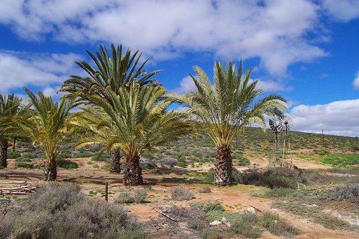 Palmen im Namaqualand