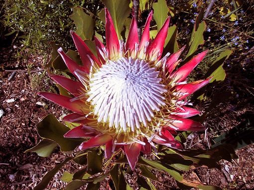 Protea Südafrika