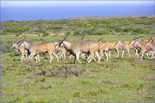 Elen-Antilopen im West Coast National Park