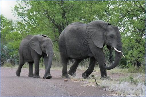 Junge Elefanten beim Überqueren der Piste S50 entlang des Shingwedzi River im Nordosten des Krüger-Nationalparks