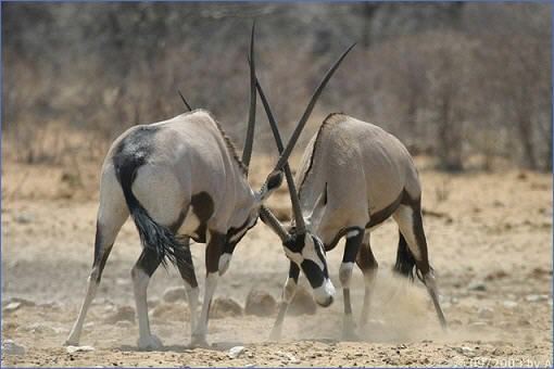 Kämpfende Oryx-Antilopen