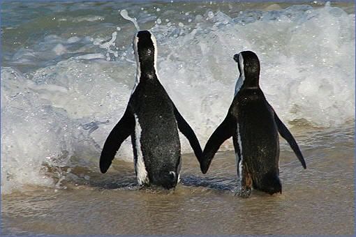 Pinguine - scheinbar Hand in Hand