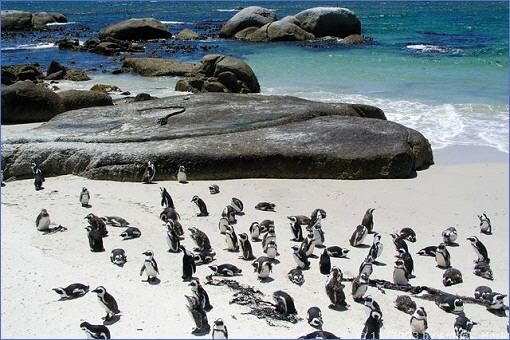 Pinguine bei Boulder´s in Simon´s Town