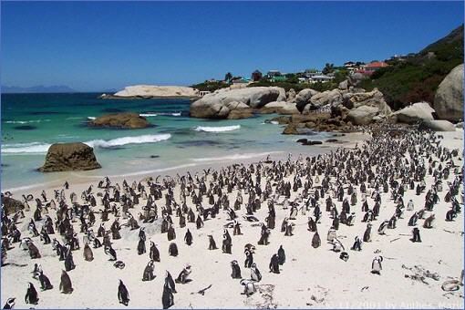Große Pinguinkolonie bei Kapstadt
