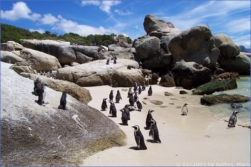 Pinguine bei Simons Town