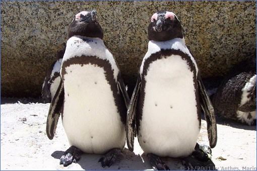 Zwei Pinguine am Strand bei Kapstadt