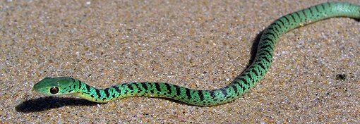 Grüne Schlange in Südafrika