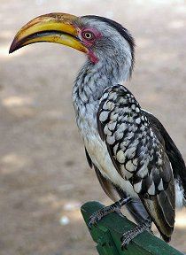 Vögel in Südafrika