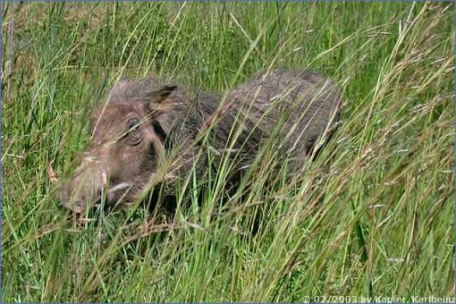 Warzenschwein im Gras