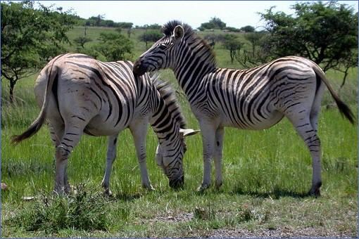 Zwei Zebras im Itala Game Reserve