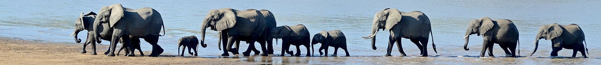 Tiere in Südafrika - Foto von Geoff Gallice (Flickr) [CC BY 2.0 via Wikimedia Commons] - Details im Impressum