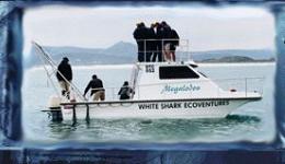White Shark Diving in Südafrika