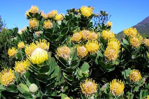 leucospermum protea