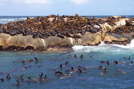 Seal Island - Robben Insel bei Hout Bay