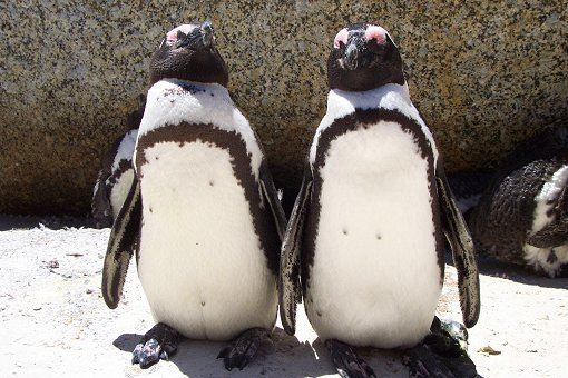 pinguine-boulders-beach-1