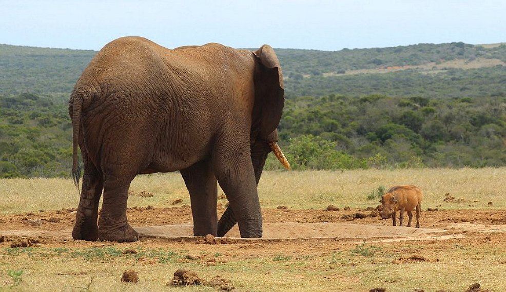 elefant und warzenschwein