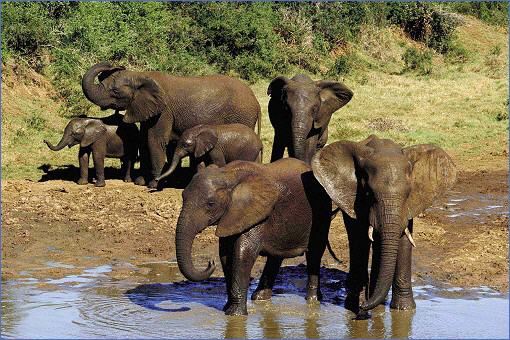 elefanten-addo-elephant-park