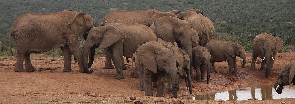 Elefantenherde im Addo Elephant Park