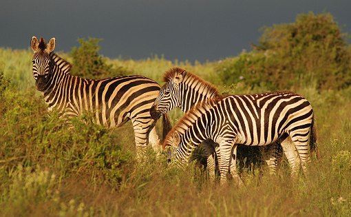 zebra und zwei folen