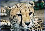 cheetah_160