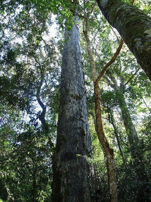 Outeniqua Yellowwood Baum