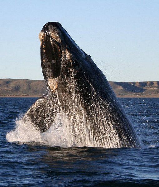 Southern Right Whale in Südafrika