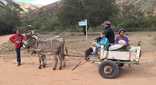 Baviaanskloof Transport mit einem Esel