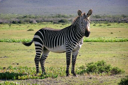 Zebra im De Hoop Naturreservat