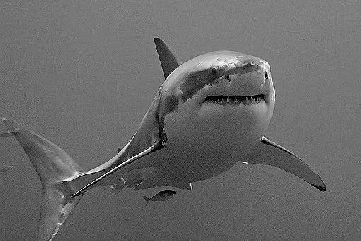 Der "Grosse Weisse Hai" - Great White Shark