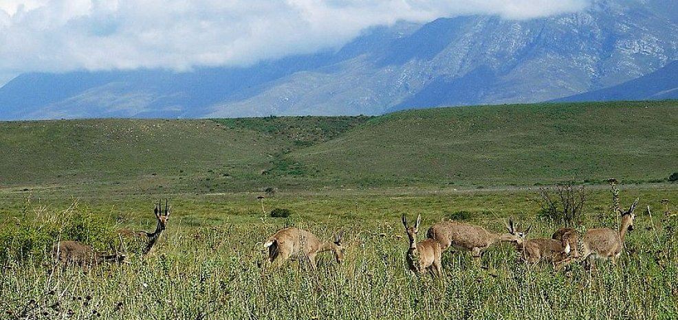 bontebok nationalpark
