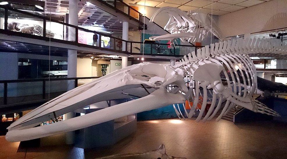 south african museum whale