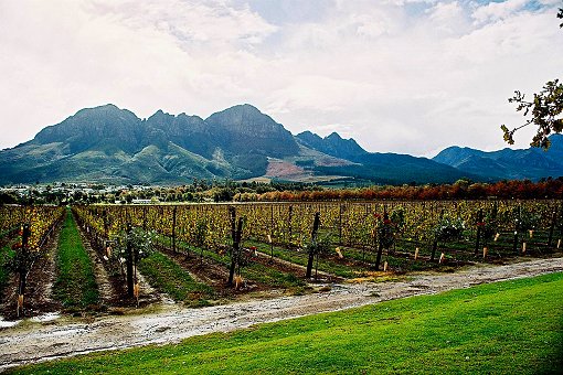 Cape Winelands