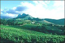 Mont Destin Wein