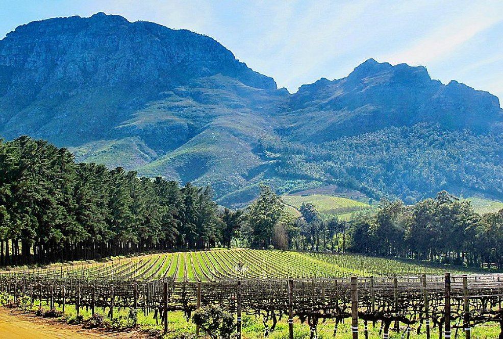 Weinanbau bei Stellenbosch