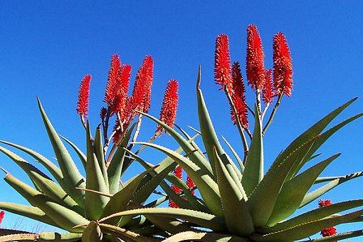 Aloe Pflanze in Südafrika