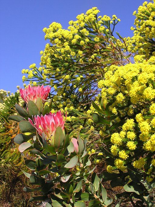 Fynbos und andere Vegetation aus Südafrika