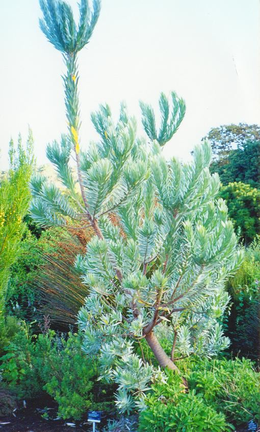 Silberbaumes (Leucadendron argenteum) - Silver Tree