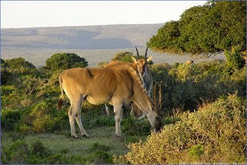 Elen-Antilopen im De Hoop Nature Reserve