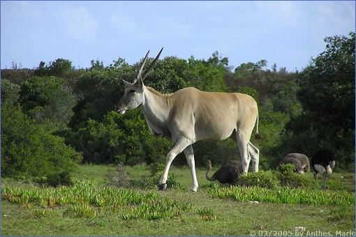 Einzelne Elen-Antilope in Südafrika