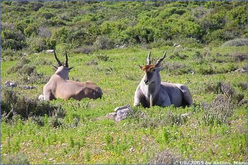 Ruhende Elen-Antilopenbullen im West Coast National Park (Sektion Postberg)