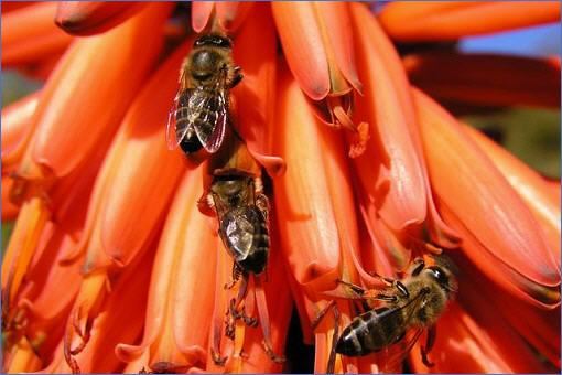 Honigbienen beim Nektarsammeln auf den Blüten einer Aloe