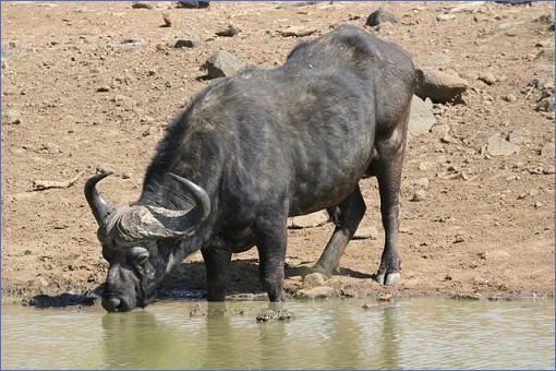Büffel beim Trinken am Tlou Dam im Pilanesberg Game Reserve