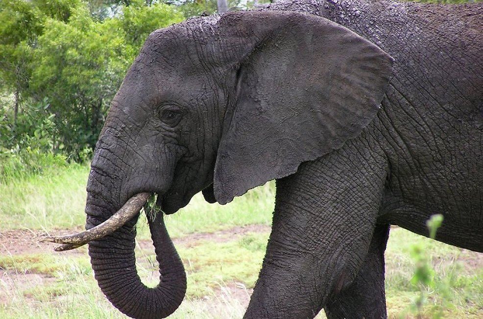 elefant in suedafrika