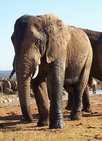 elefant-suedafrika