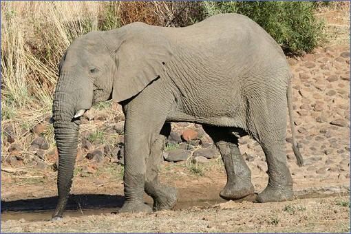 Elefantenbulle beim Trinken